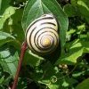 Cepaea nemoralis