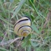 Cepaea nemoralis