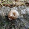 Helicella itala